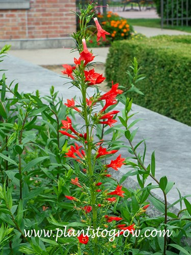 Scarlet Rocket Ipomopsis (I. aggregate)
